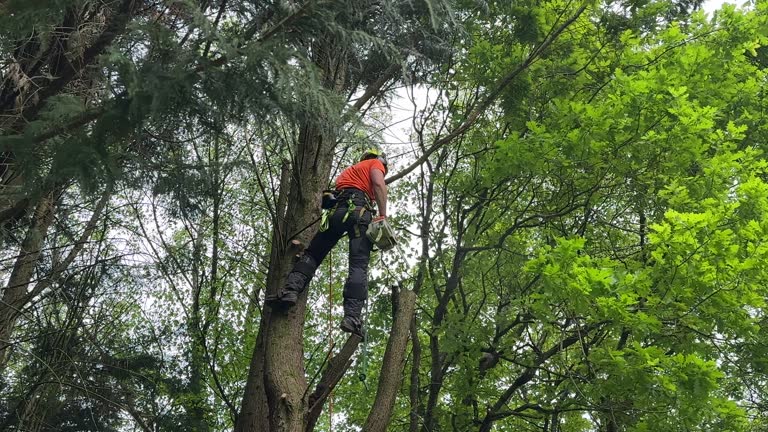 Best Stump Grinding and Removal  in USA